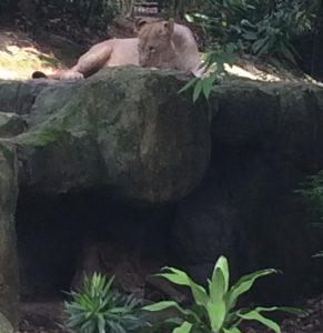 Lioness at Singapore Zoo