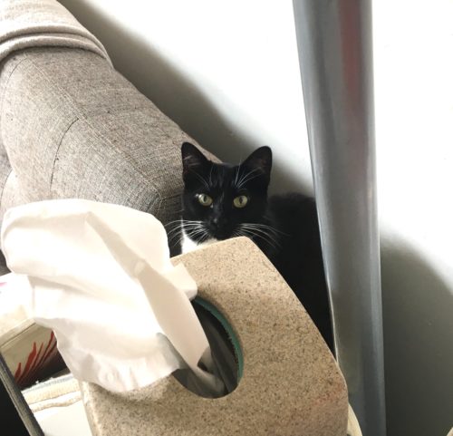Lilliput Hiding Couch Cat