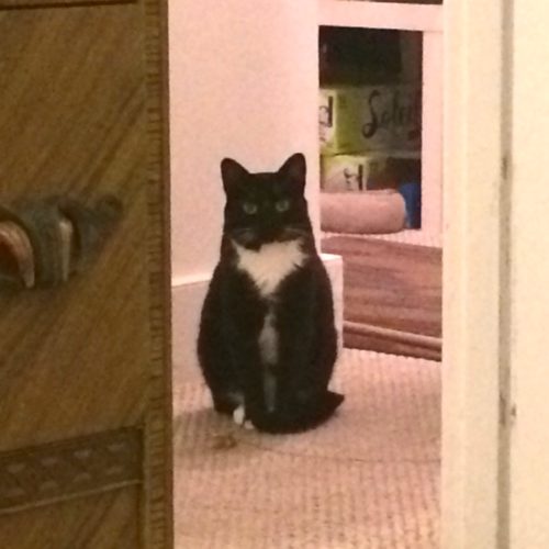Lilliput Cat Hallway Sitting Expectant