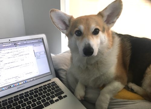 2021 07 Dog Corbin Supervises Writing Laptop